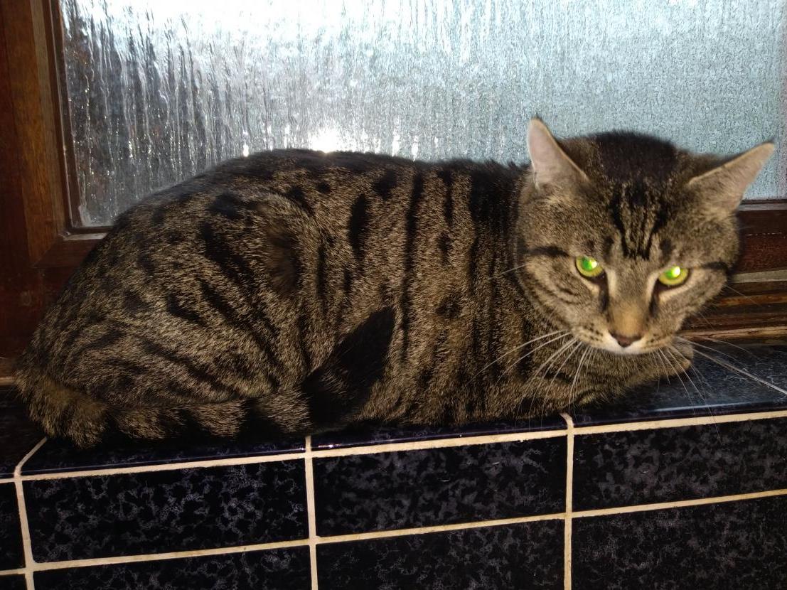 Vermisst wird Samson Hauskatze aus 28757 Bremen P040664017
