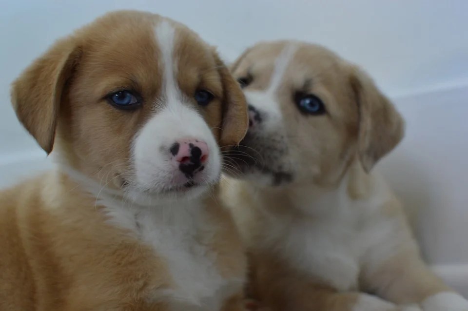 500 Cute Dog Names Starting with M Unique Male & Female Dog Names