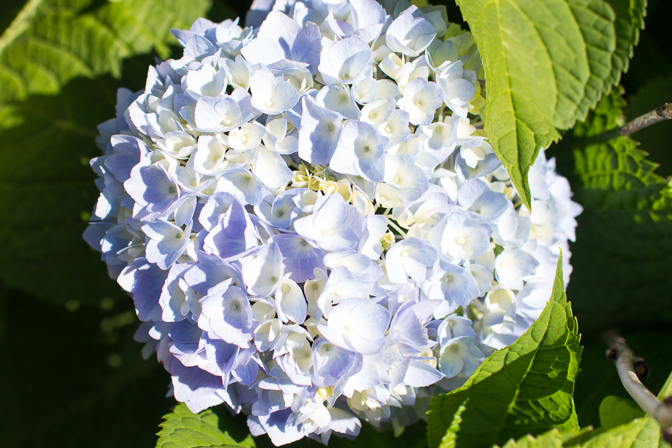 Tips for Beautiful Hydrangeas Finding Silver Pennies