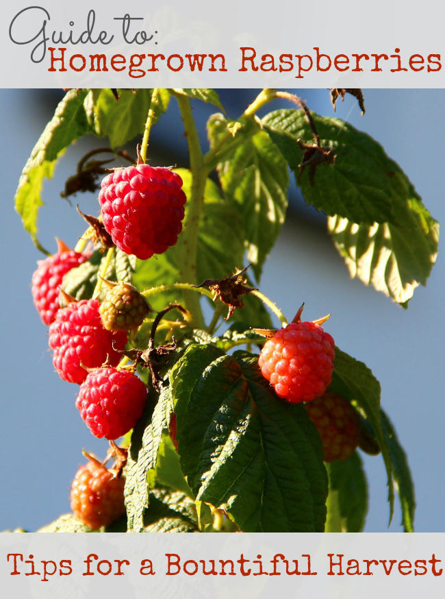 How Far Apart To Plant Red Raspberries