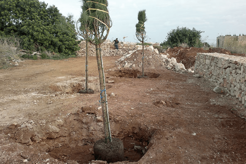 Callus Garden CentreLandscape Gardeners IsSiggiewi,Malta+356 2146