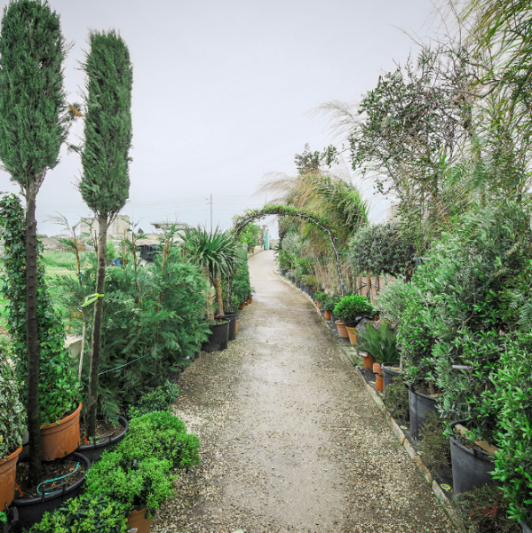 Callus Garden CentreLandscape Gardeners IsSiggiewi,Malta+356 2146