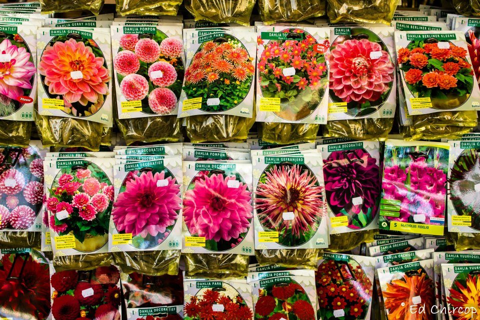 Piscopo Gardens, San Pawl IlBahar, Burmarrad, Malta, +356 2158 3755