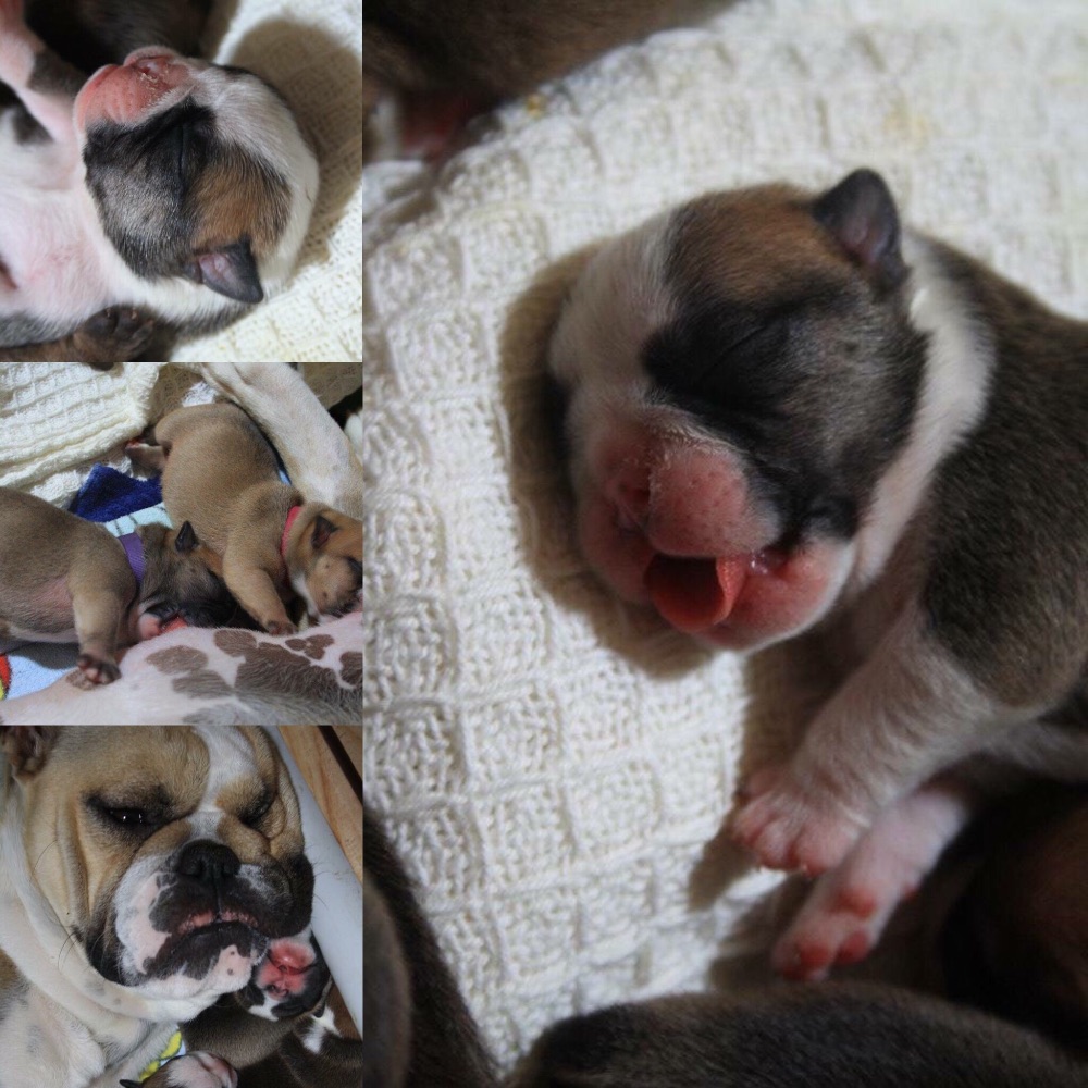 Puppies for sale & Kittens for sale Buying & Selling Pets Online