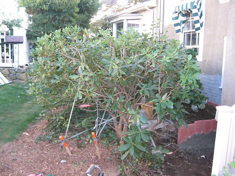 Fixing Damaged Rhododendrons Newton, Brookline, Needham, MA