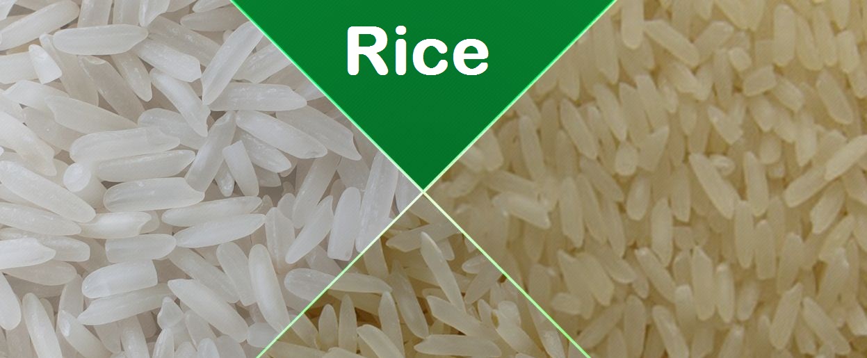 Rice Cultivation In Nigeria With The Main Producing States
