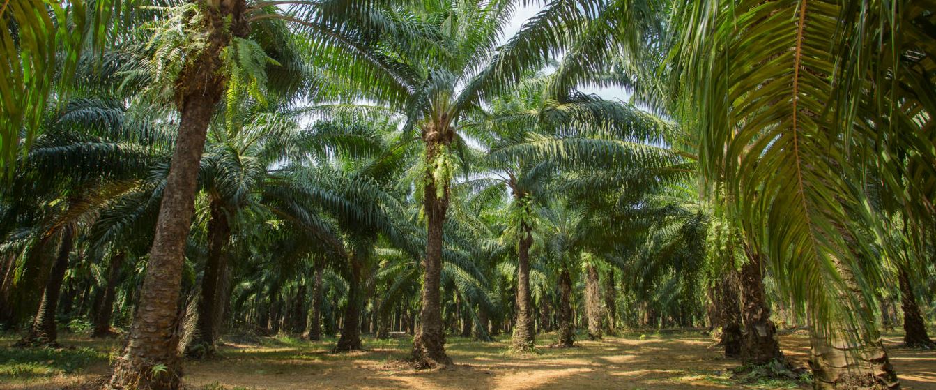 24 Steps on How to Start a Profitable Palm Oil Production Business