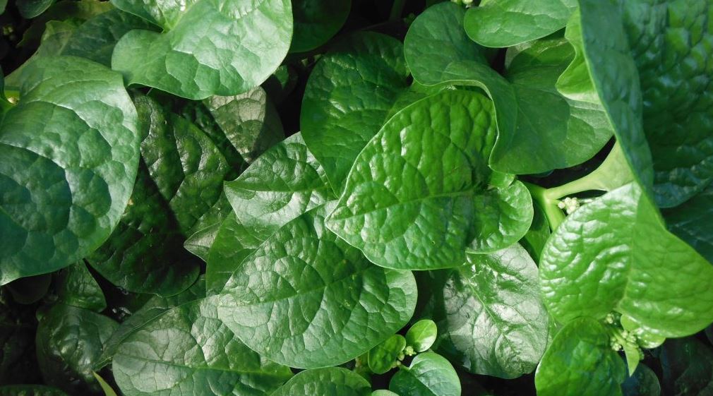 15 Surprising Health Benefits of Malabar Spinach