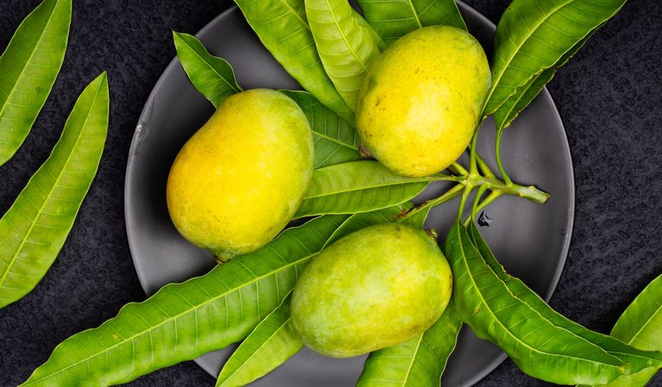 15 Amazing Health Benefits of Mango Leaves