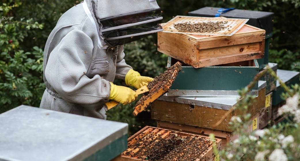 16 Steps How to Start a Profitable Bee Farming Business