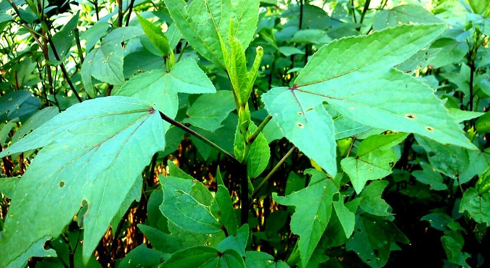 15 Surprisingly Health Benefits of Isapa Leaf (Roselle Plant)