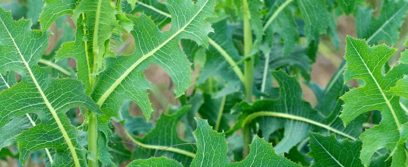 15 Health Benefits of Wild Lettuce (Efo Yarin)