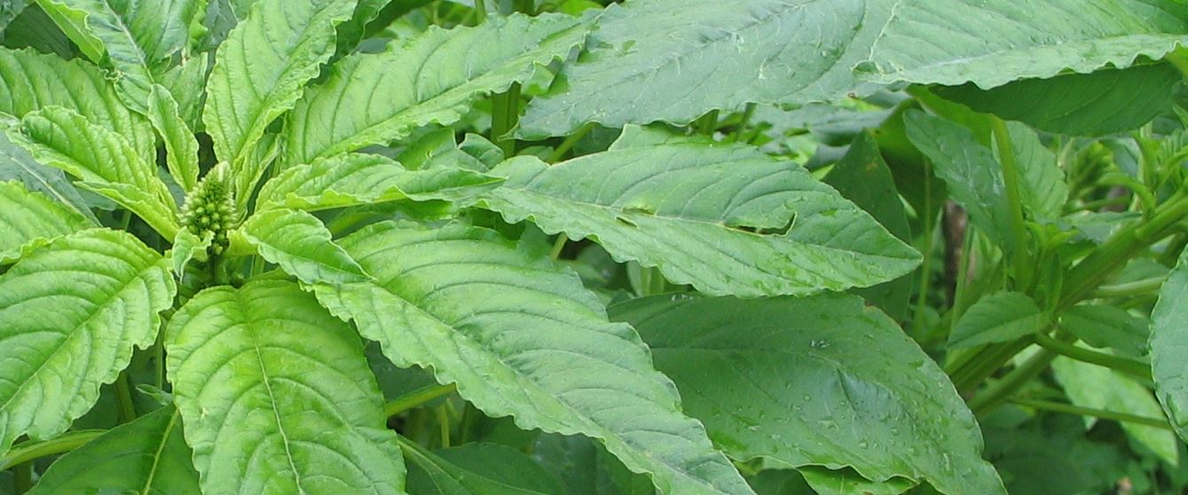 20 Health Benefits of Amaranth Leaf Unlocking the Power of this Superfood