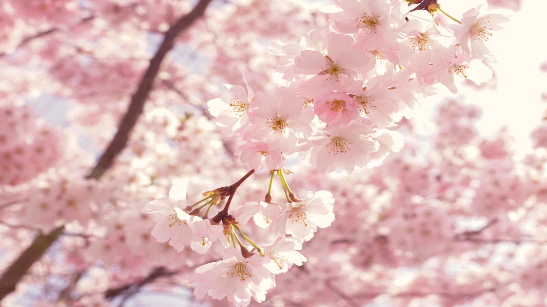 6 Colorful Spring Zoom Backgrounds Brighten Up Your Meetings