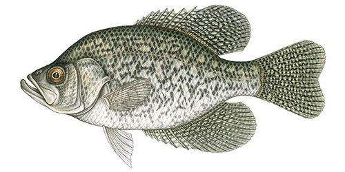 Pond Stocking Calculator