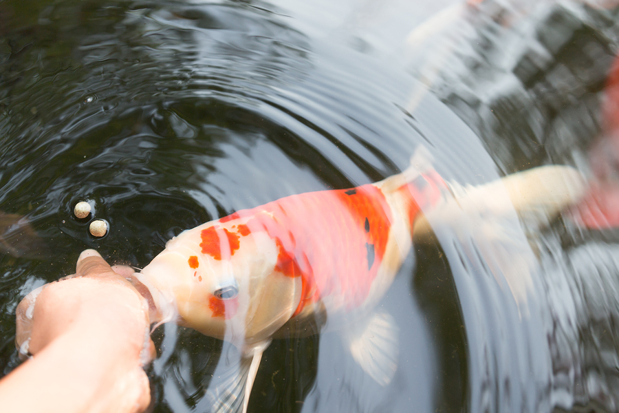 Koi Grower Fin Farm LLC