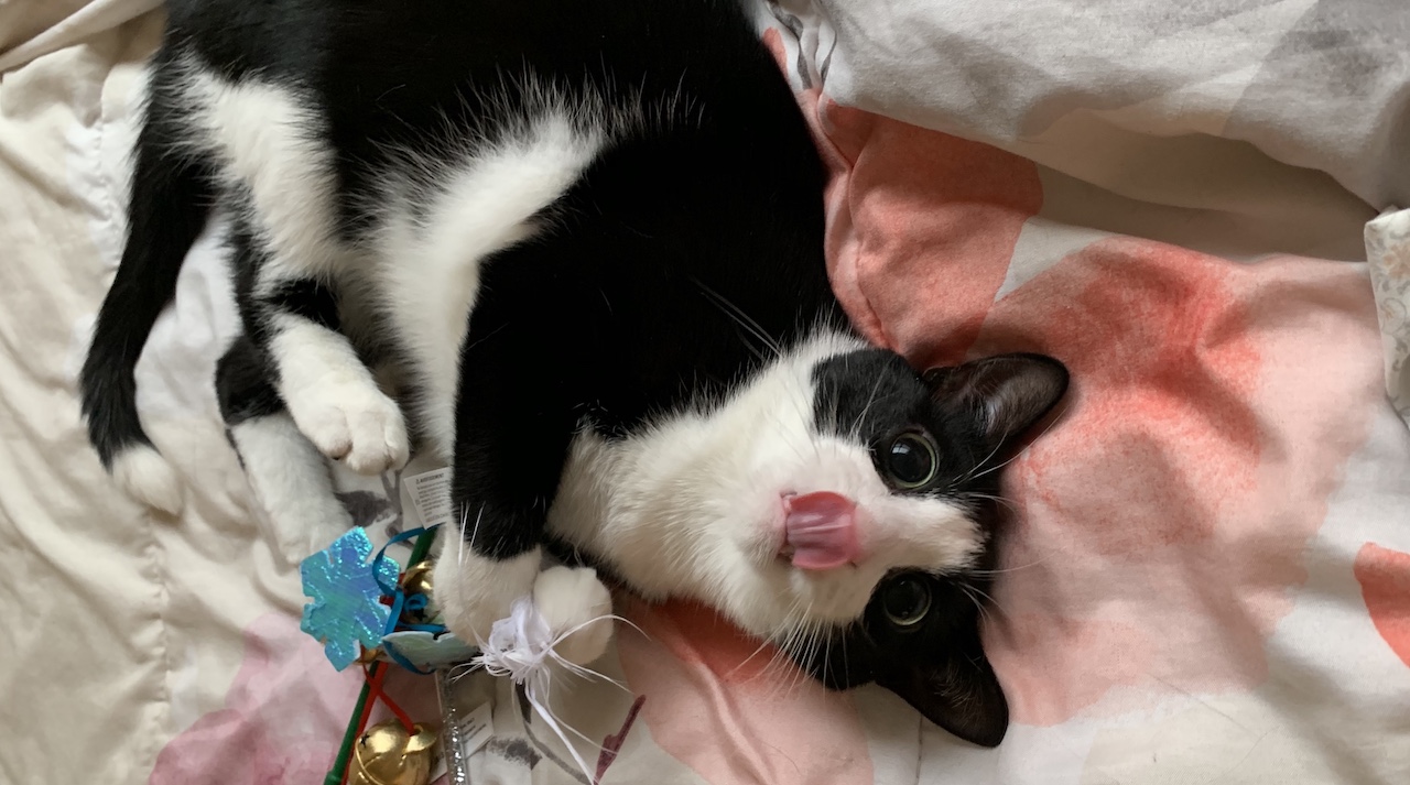 Dogs, cats, and rabbits cannot be sold in retail pet stores anymore