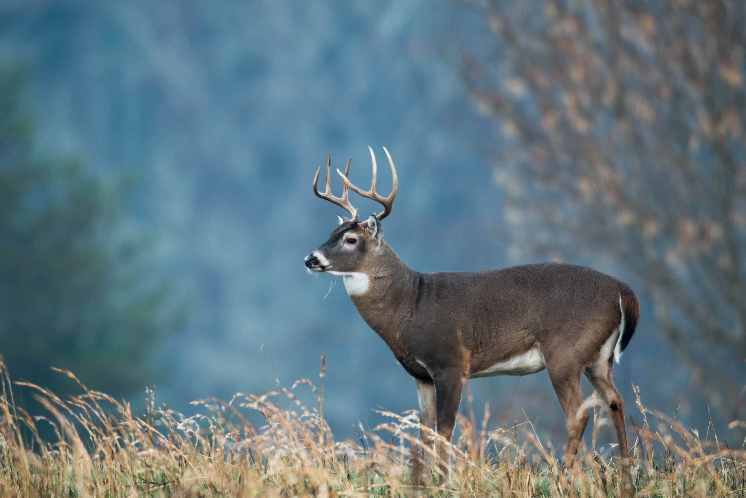 New York State confirms isolated case of chronic wasting disease