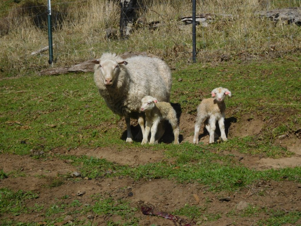 Finnsheep Finnish Landrace Sheep