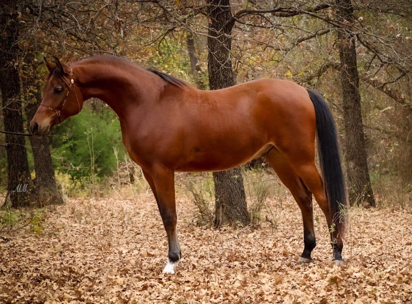 Bay Arabian Endurance Horse