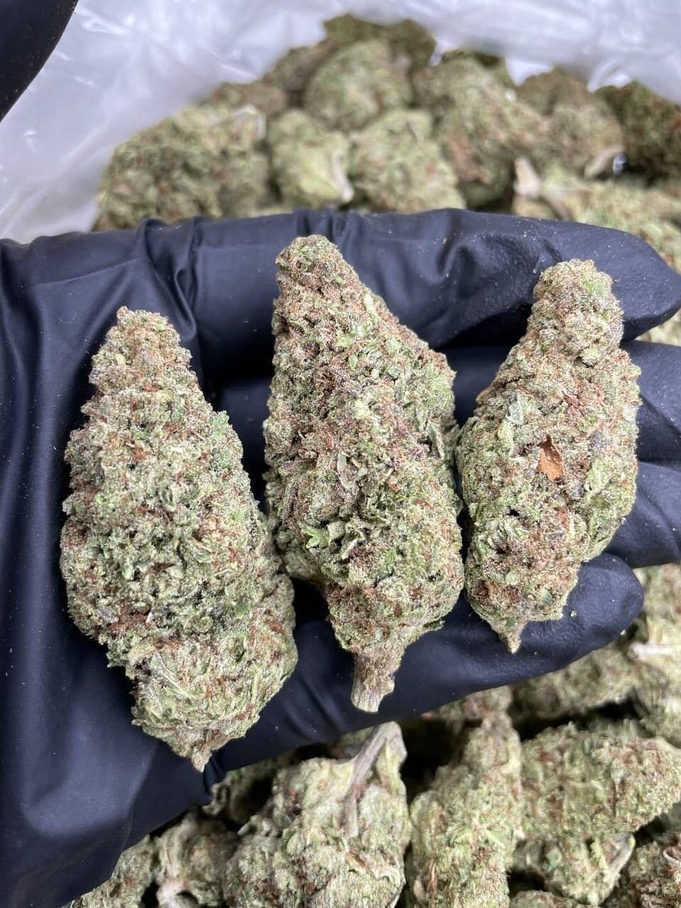 Banana Runtz Order Weed Online Get Cannabis Delivery & Pickup