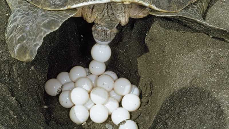 Resguardan 20 mil 800 huevos de tortuga Lora y Verde Firmas.Mx