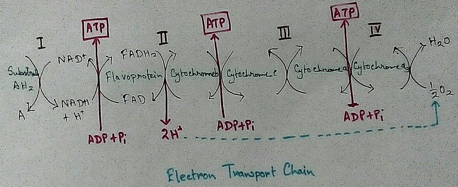 The Electron Transport ATP Molecules Ultimate Electron Acceptors