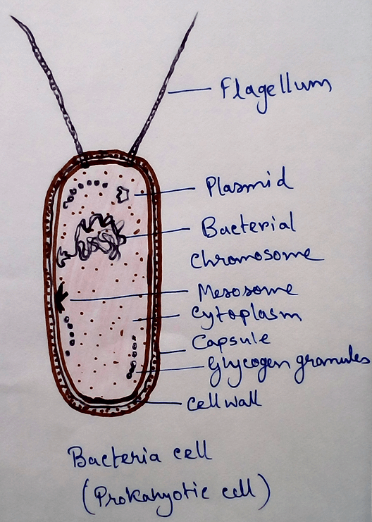Prokaryotic Cells Definition of Prokaryotic Cell and Eukaryotic Cell