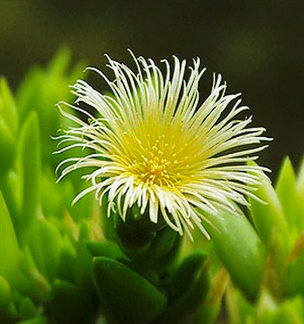 Kanna 1001 Extract First Coast Tea Co.