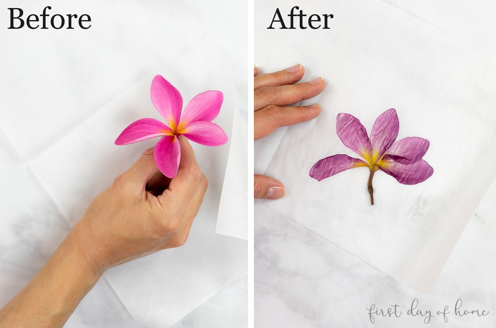 How To Press A Rose In A Flower Press at Steven Schwartz blog