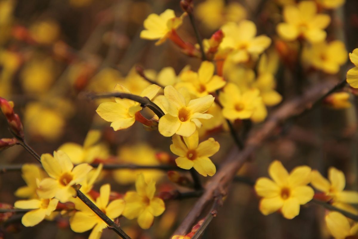 WinterJasmin (Jasminum nudiflorum) durch