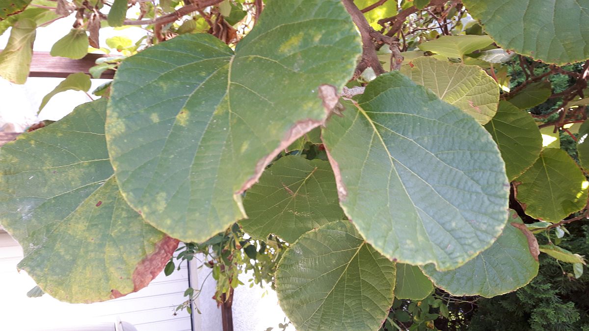 Kiwi (Actinidia deliciosa) Pflanze der Woche aus