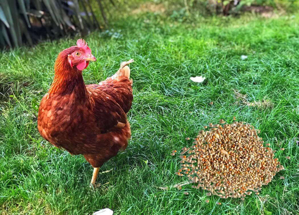 Bird Seed Chickens Like at Marla Price blog