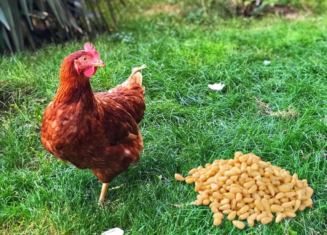 Can Chickens Eat Pine Nuts?