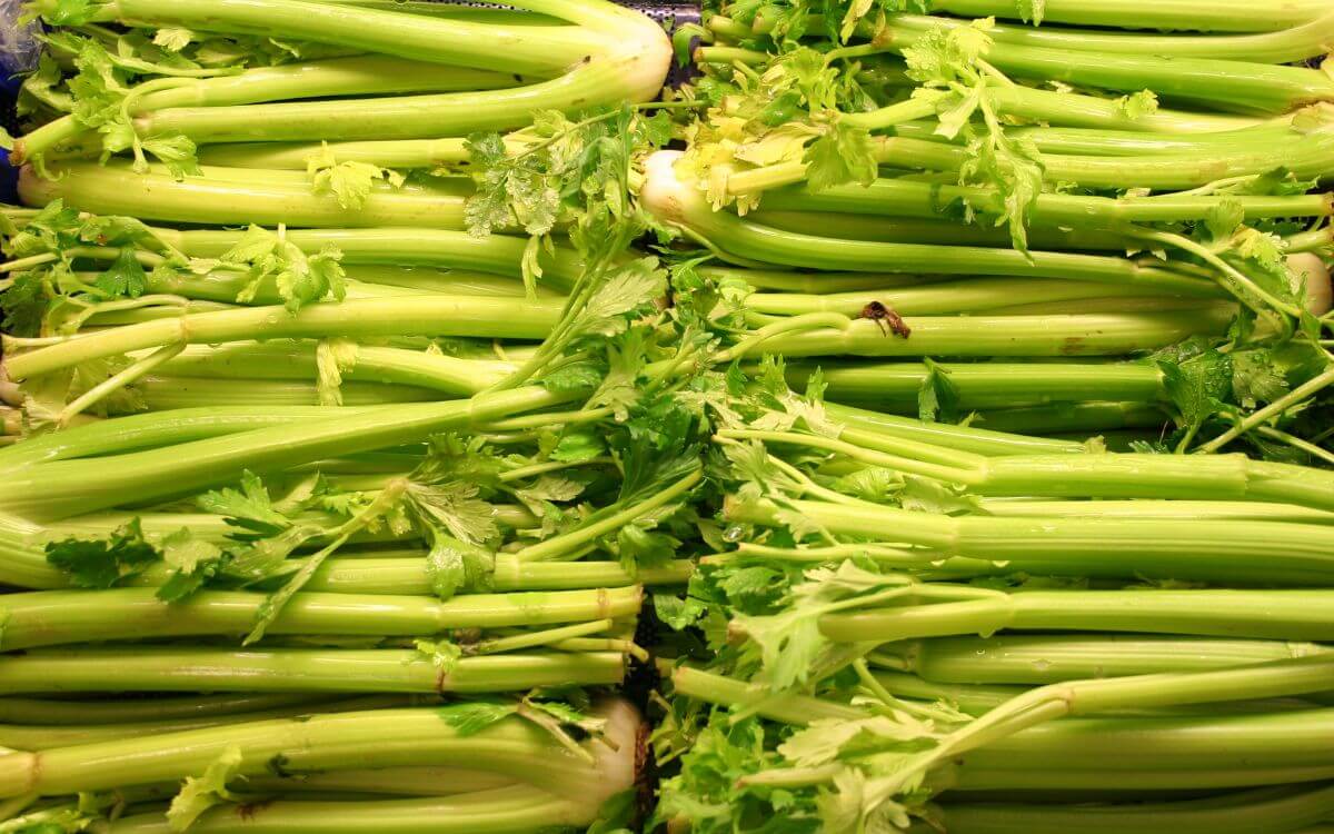 Can Chickens Eat Celery? Is It Healthy for Flocks?