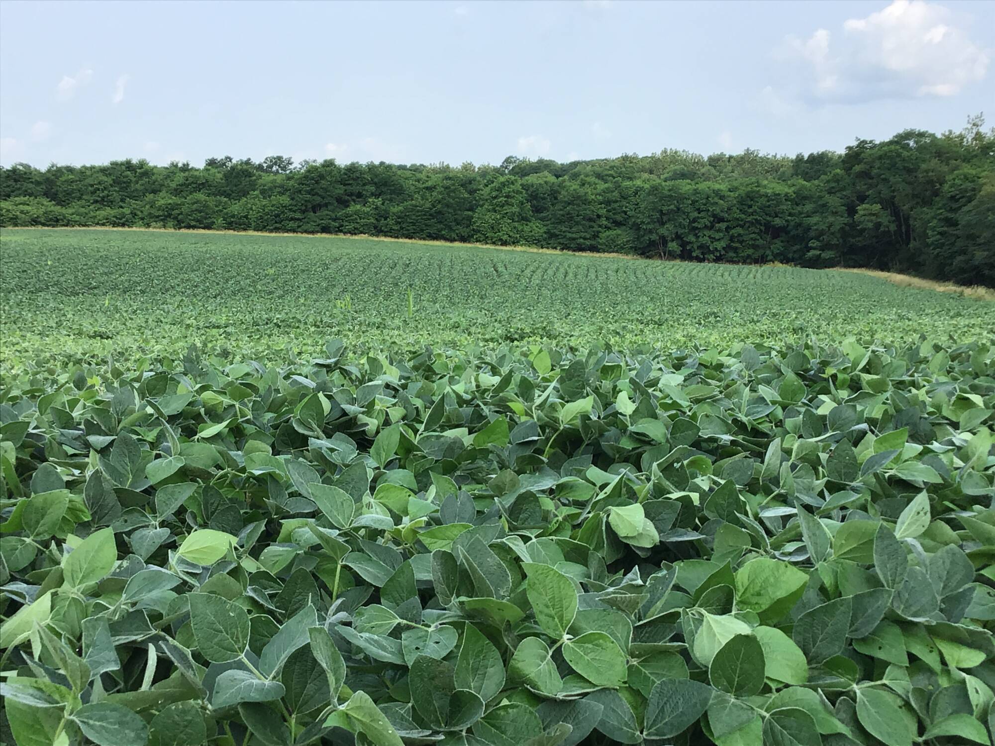 The Gamblewood Farm Auction First Mid Agricultural Services