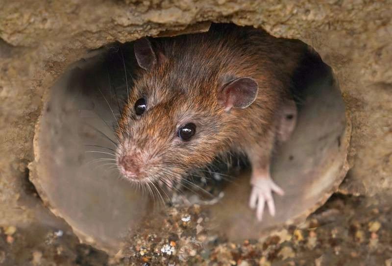 How to Keep Rats Out of Your Drains Drainage Blog