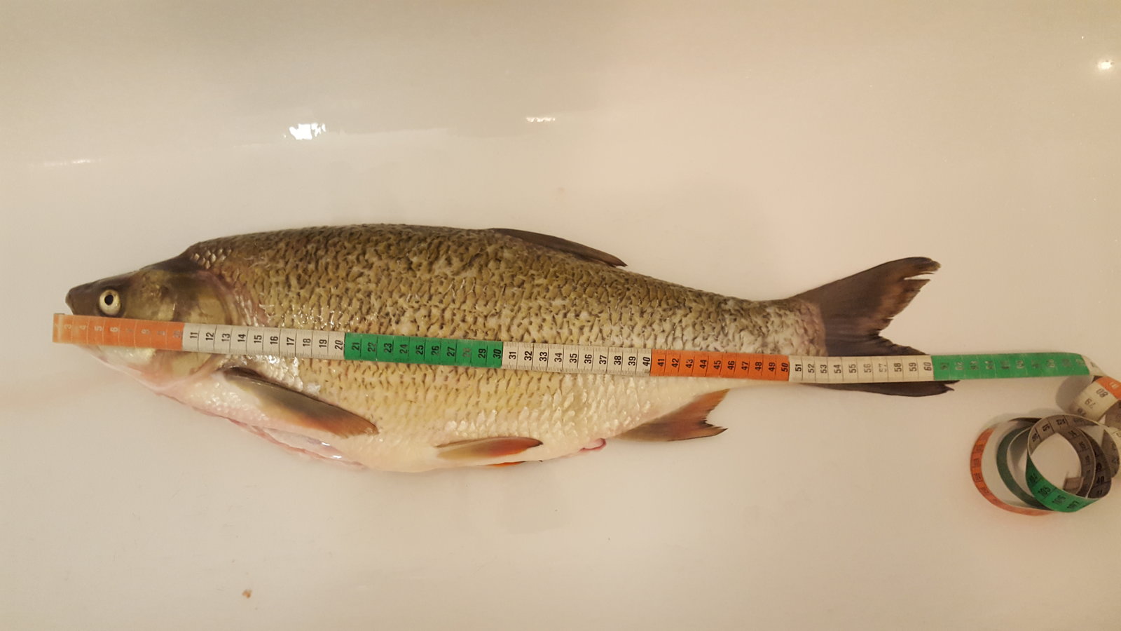 Fischbestimmung Kapitaler Hybrid? FischHitparade Angelforum
