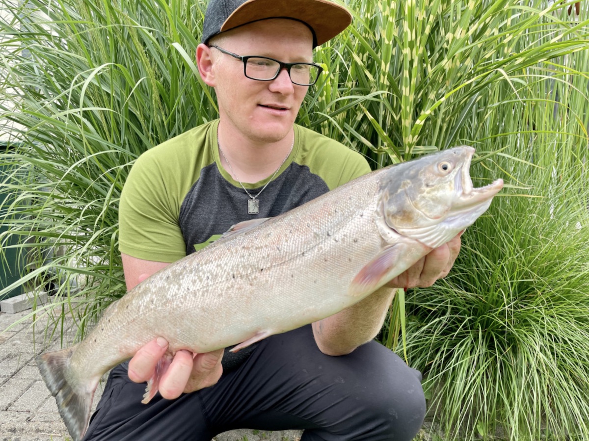 Meerforelle Dicke Mefo aus der Elbe FischHitparade Angelforum