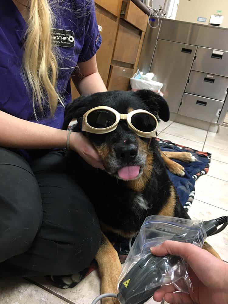 Cold Laser Therapy Fischer Veterinary Clinic
