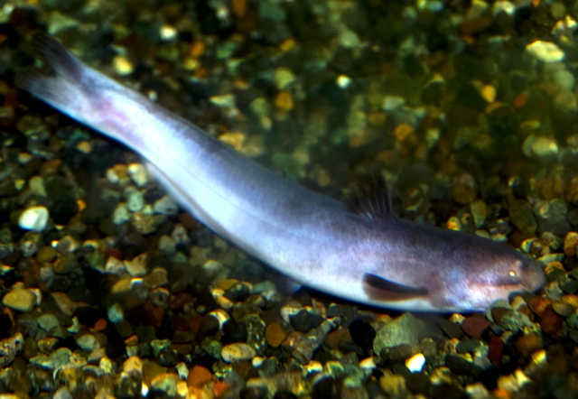 HD限定熱帯魚 ピンク 最高の花の画像