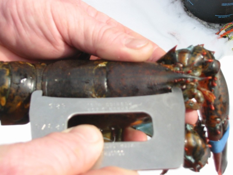 short lobster charges