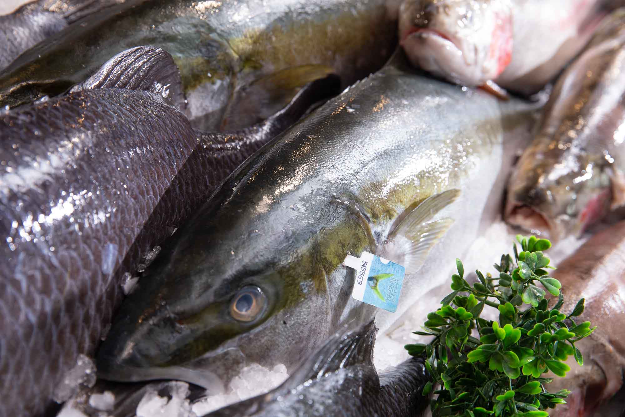 The Fish Factory Brisbane Fresh Seafood Market, Bistro, Sushi, TakeOut