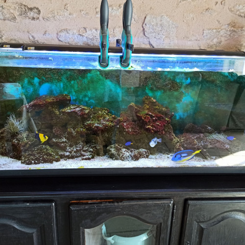Acheter vivant aquarium marin