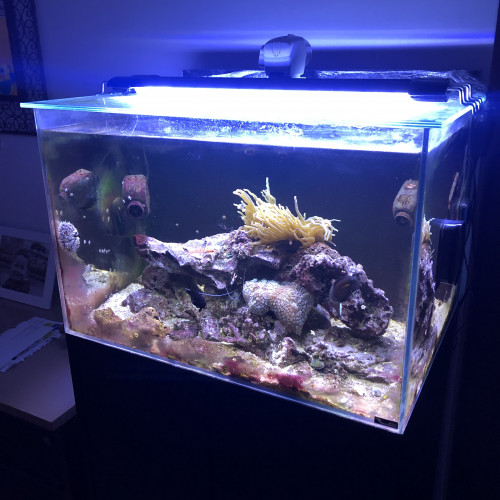 Acheter aquarium eau de mer 170l et meuble complet avec vivant