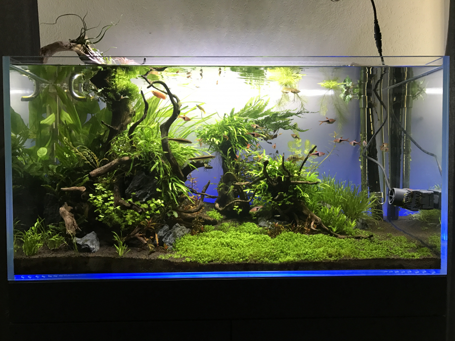 Aquarium de ben63 aquascaping 180