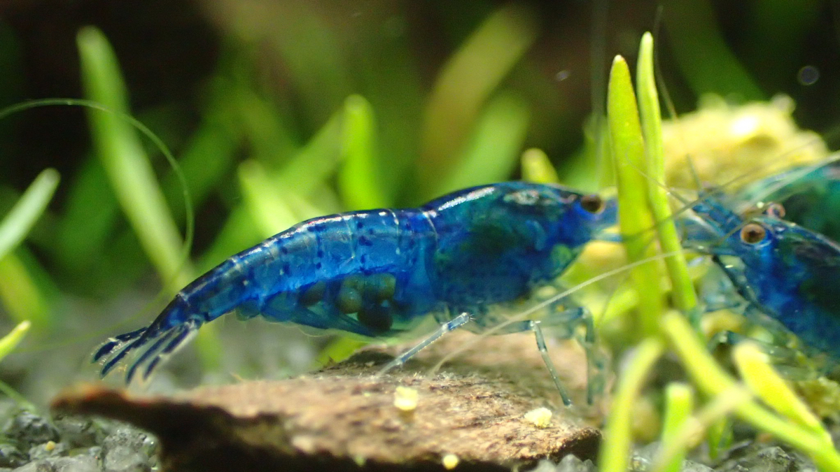 Aquarium de cecile crevettes 10 litres