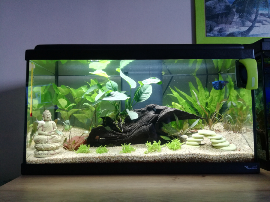 Aquarium de melie31 50l