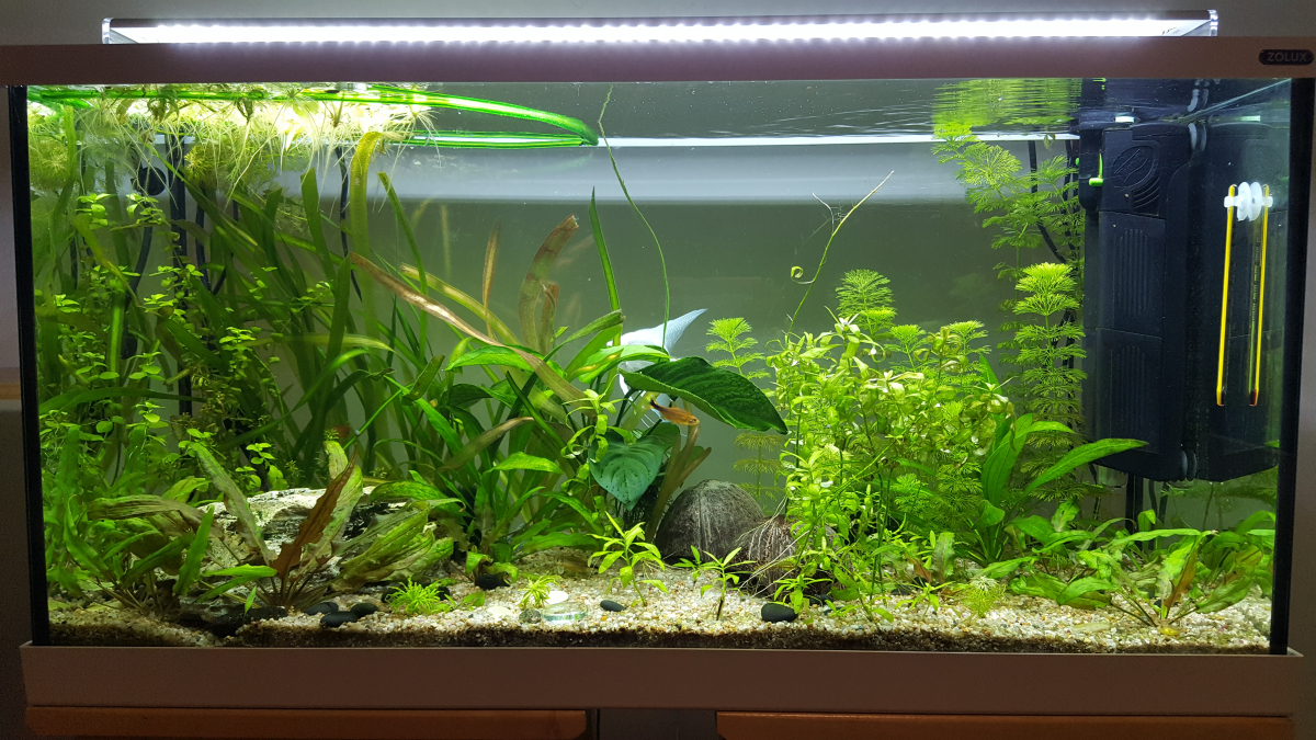 Nouvelle photo de mon aquarium "[b]Crevette 30L[/b]"