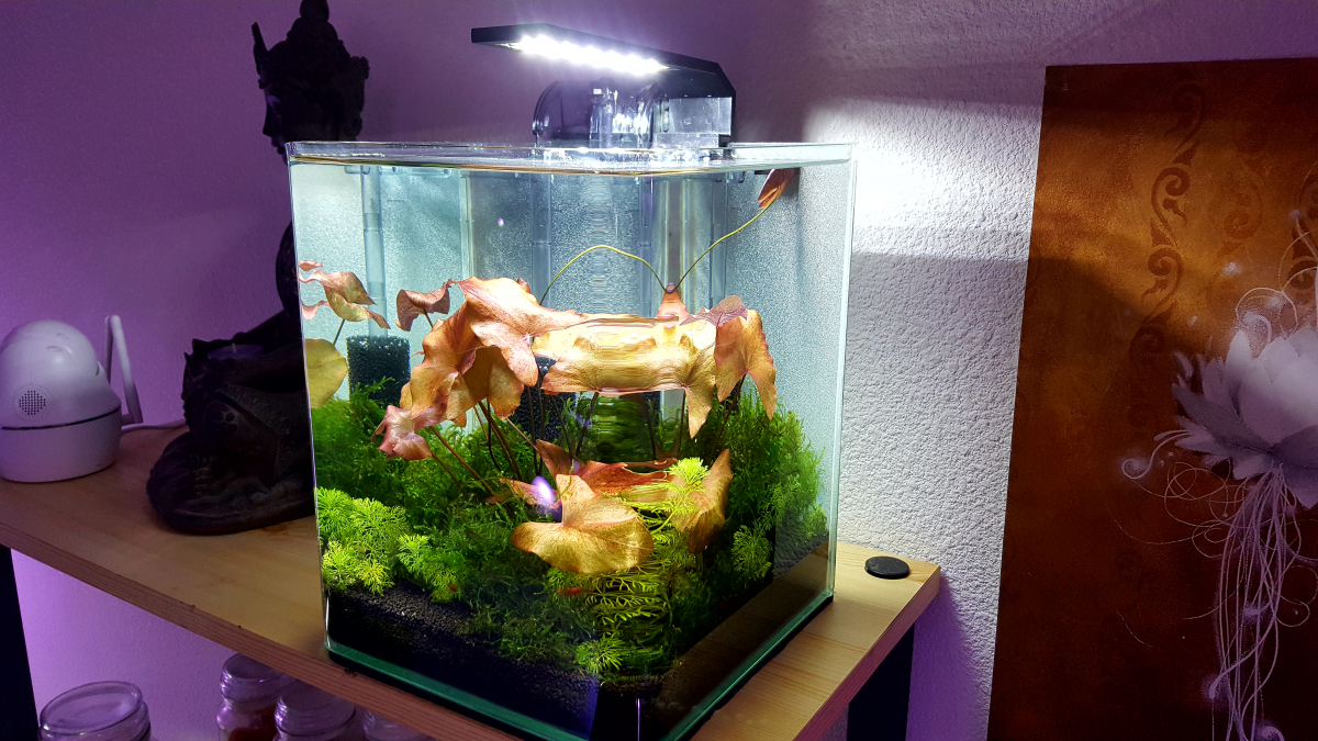 Nouvelle photo de mon aquarium "[b]Nano cube Dennerle 10L[/b]"